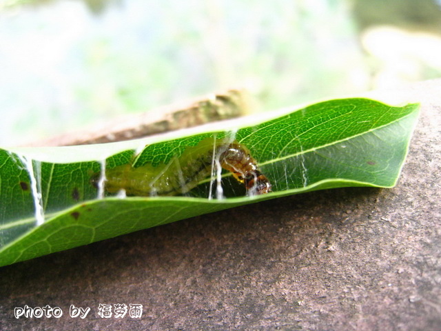 按此在新視窗瀏覽圖片