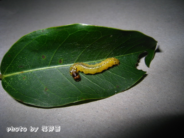 按此在新視窗瀏覽圖片