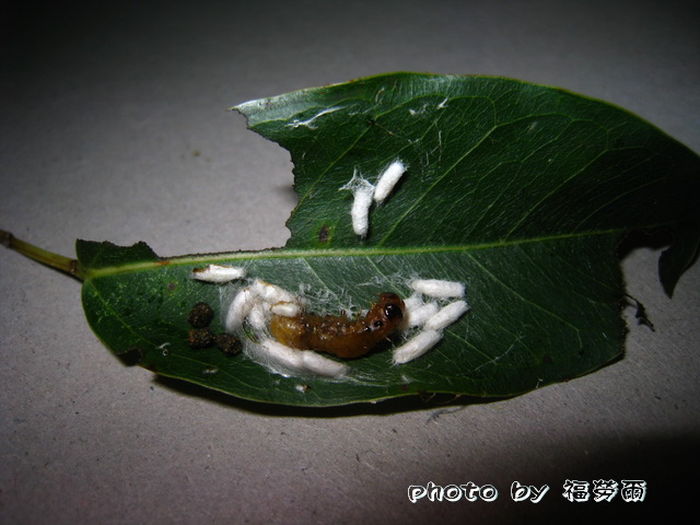 按此在新視窗瀏覽圖片