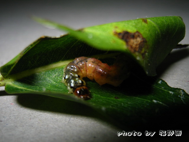 按此在新視窗瀏覽圖片