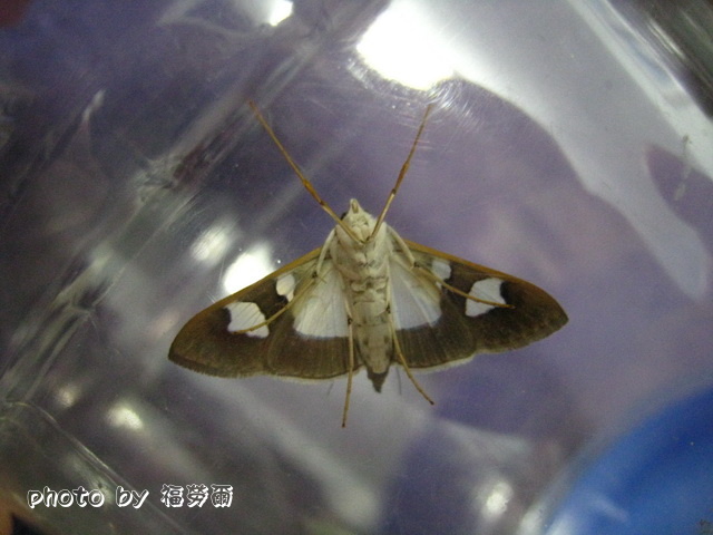 按此在新視窗瀏覽圖片