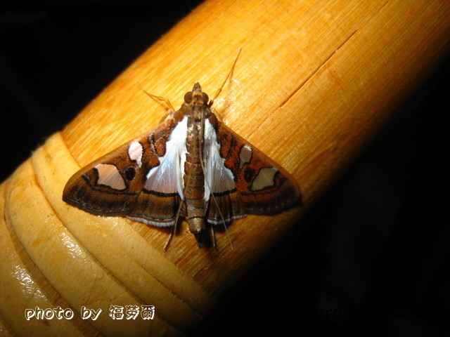 按此在新視窗瀏覽圖片