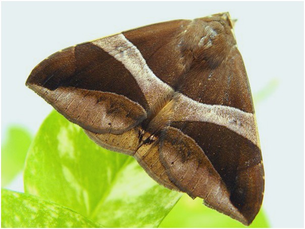 按此在新視窗瀏覽圖片