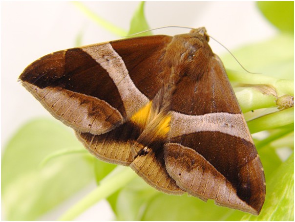 按此在新視窗瀏覽圖片