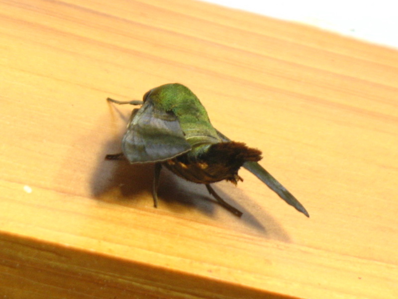 «ö¦¹¦b·sµøµ¡ÂsÄý¹Ï¤ù