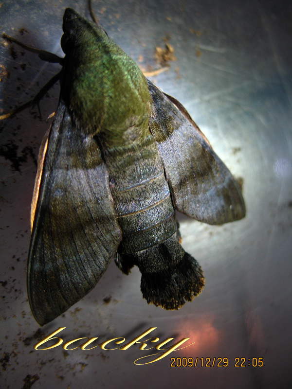 «ö¦¹¦b·sµøµ¡ÂsÄý¹Ï¤ù