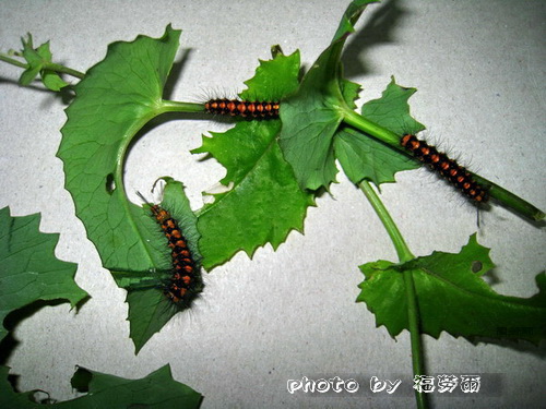 按此在新視窗瀏覽圖片