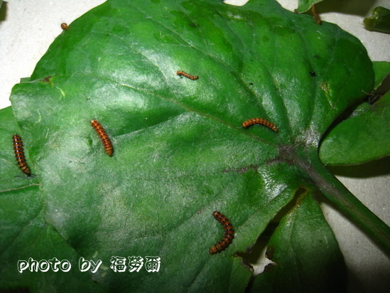 按此在新視窗瀏覽圖片