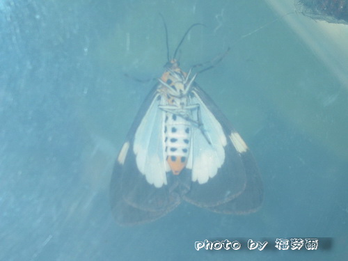 按此在新視窗瀏覽圖片