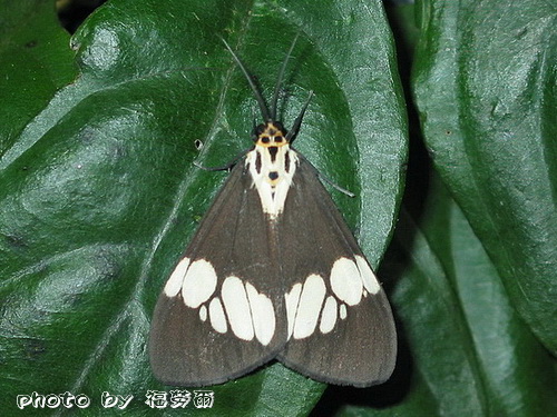 按此在新視窗瀏覽圖片