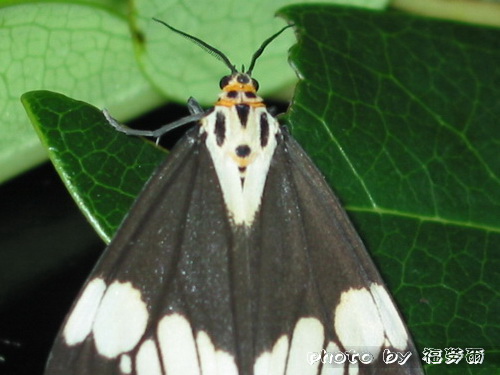 按此在新視窗瀏覽圖片