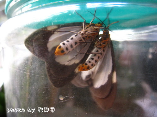 按此在新視窗瀏覽圖片