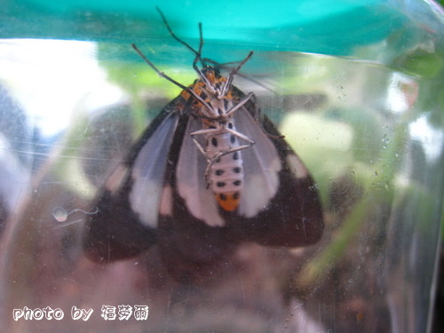 按此在新視窗瀏覽圖片