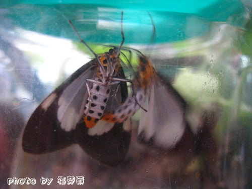 按此在新視窗瀏覽圖片