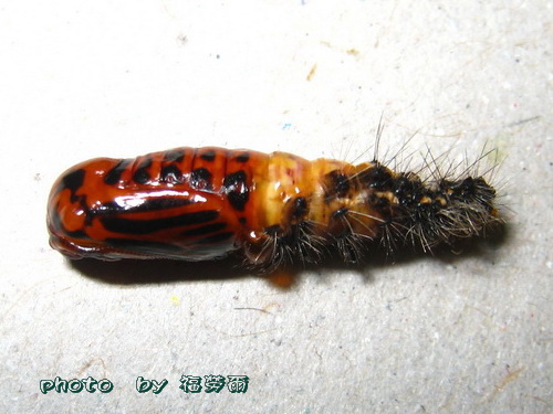 按此在新視窗瀏覽圖片