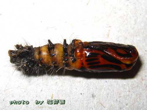 按此在新視窗瀏覽圖片