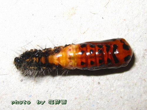 按此在新視窗瀏覽圖片