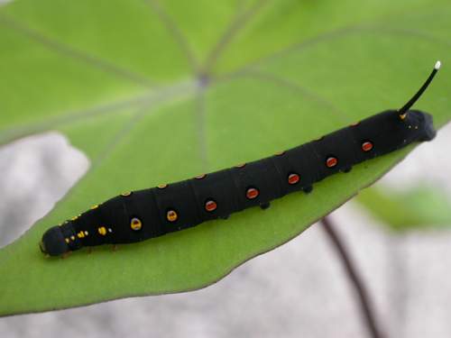 按此在新視窗瀏覽圖片