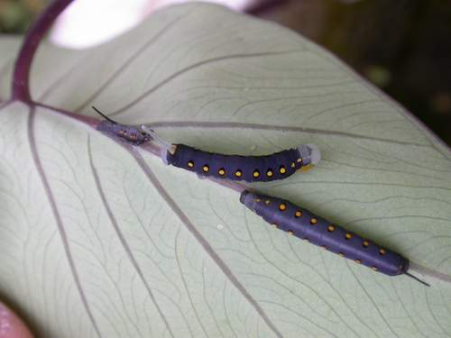 按此在新視窗瀏覽圖片