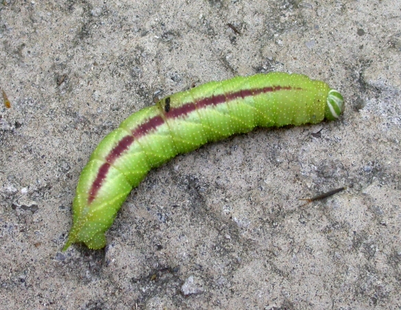 按此在新視窗瀏覽圖片