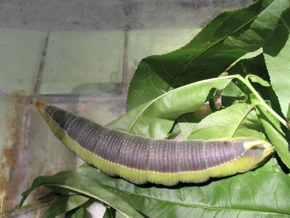 按此在新視窗瀏覽圖片