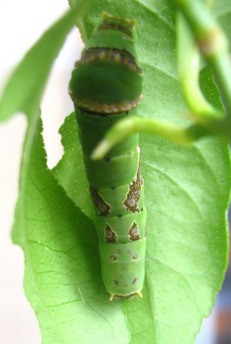 按此在新視窗瀏覽圖片