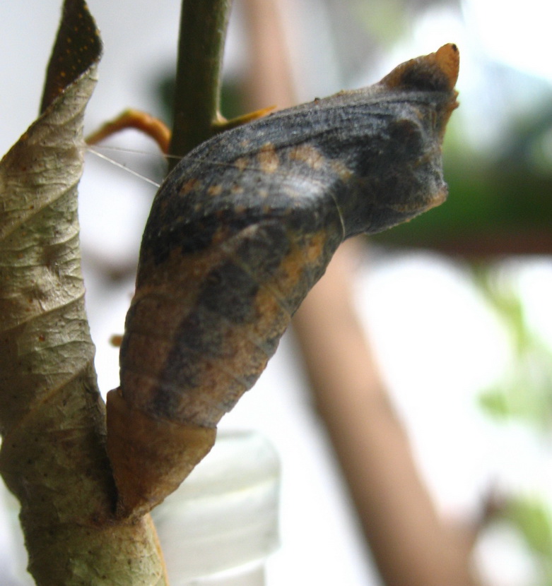 按此在新視窗瀏覽圖片