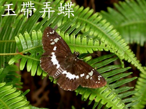 按此在新視窗瀏覽圖片