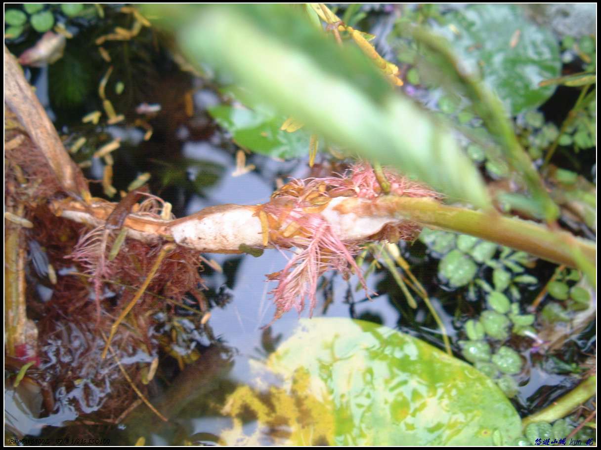 按此在新視窗瀏覽圖片