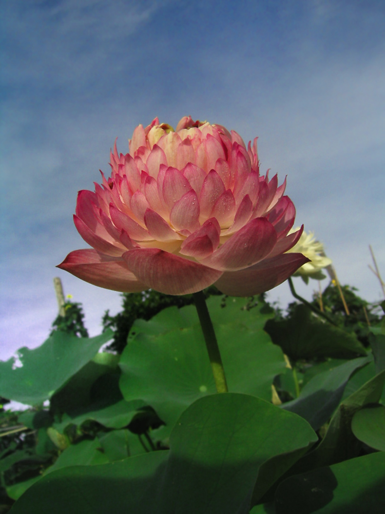 «ö¦¹¦b·sµøµ¡ÂsÄý¹Ï¤ù