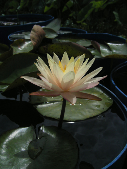 按此在新視窗瀏覽圖片