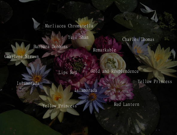 按此在新視窗瀏覽圖片