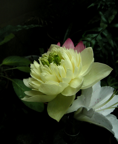 按此在新視窗瀏覽圖片