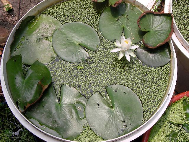 按此在新視窗瀏覽圖片