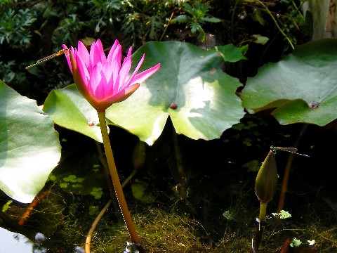 按此在新視窗瀏覽圖片