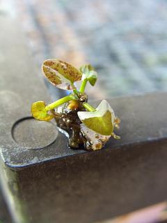 «ö¦¹¦b·sµøµ¡ÂsÄý¹Ï¤ù