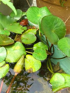 «ö¦¹¦b·sµøµ¡ÂsÄý¹Ï¤ù