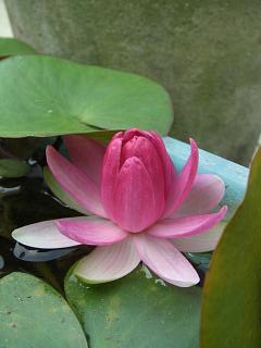 «ö¦¹¦b·sµøµ¡ÂsÄý¹Ï¤ù