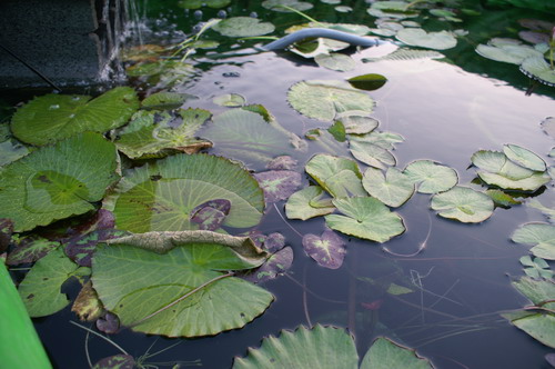 按此在新視窗瀏覽圖片