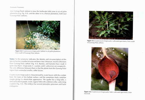 «ö¦¹¦b·sµøµ¡ÂsÄý¹Ï¤ù