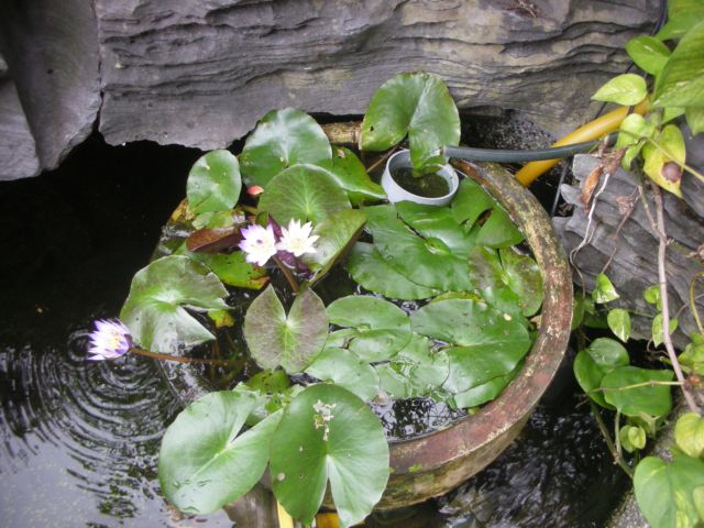 «ö¦¹¦b·sµøµ¡ÂsÄý¹Ï¤ù