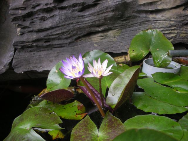 «ö¦¹¦b·sµøµ¡ÂsÄý¹Ï¤ù