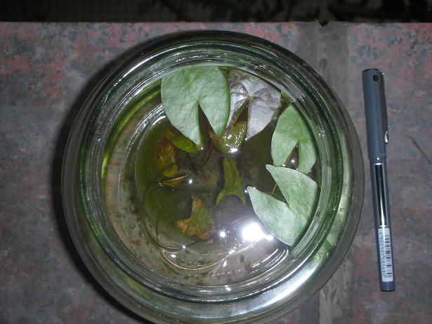 «ö¦¹¦b·sµøµ¡ÂsÄý¹Ï¤ù