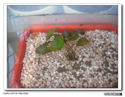 «ö¦¹¦b·sµøµ¡ÂsÄý¹Ï¤ù