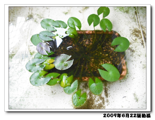 «ö¦¹¦b·sµøµ¡ÂsÄý¹Ï¤ù