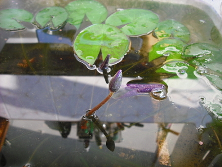 «ö¦¹¦b·sµøµ¡ÂsÄý¹Ï¤ù