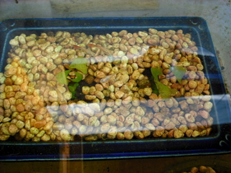 «ö¦¹¦b·sµøµ¡ÂsÄý¹Ï¤ù