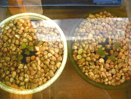 «ö¦¹¦b·sµøµ¡ÂsÄý¹Ï¤ù