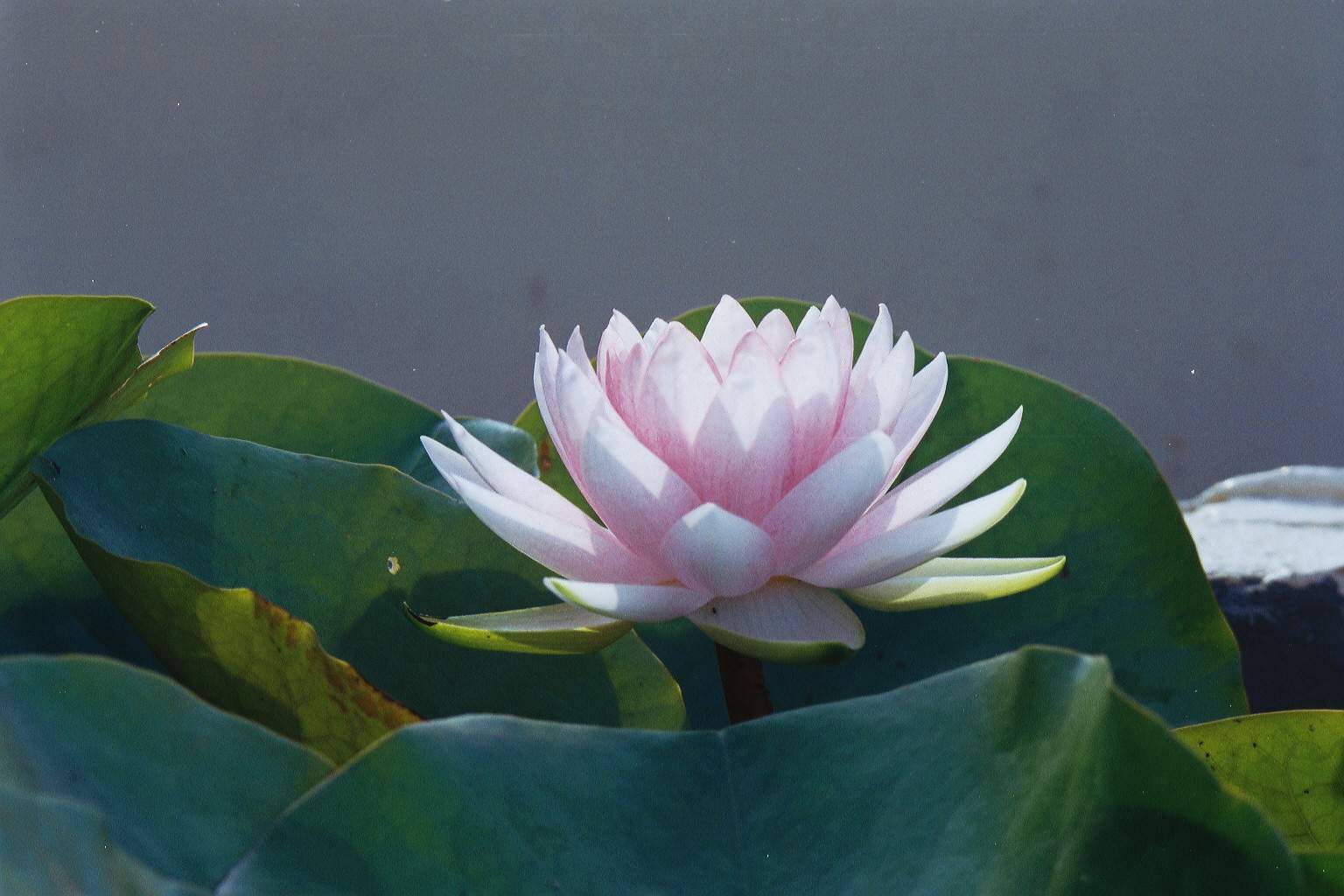 按此在新視窗瀏覽圖片