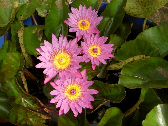 按此在新視窗瀏覽圖片